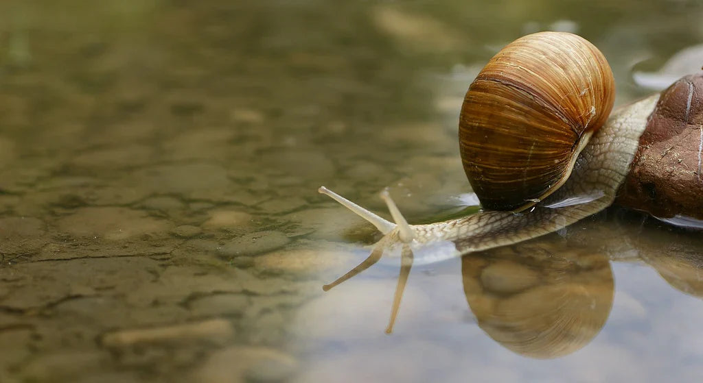 ¿El secreto coreano mejor guardado? ¡Viene de un caracol!